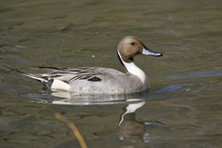 Northern Pintail