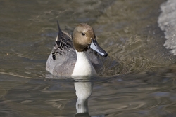 Northern Pintail