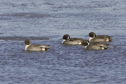 Northern Pintail
