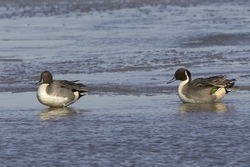 Northern Pintail