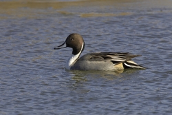 Northern Pintail