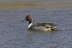 Northern Pintail