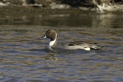 Northern Pintail