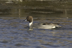 Northern Pintail