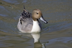 Northern Pintail
