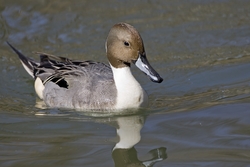 Northern Pintail