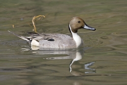 Northern Pintail