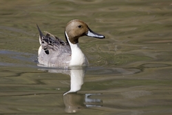 Northern Pintail