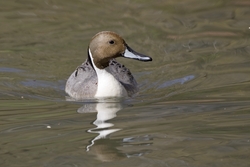 Northern Pintail
