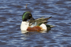 Northern Shoveler
