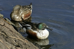Northern Shoveler