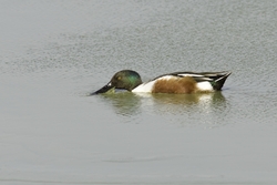Northern Shoveler