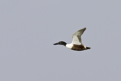 Northern Shoveler