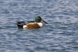 Northern Shoveler