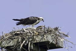 Osprey