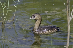 Pied-billed Grebe