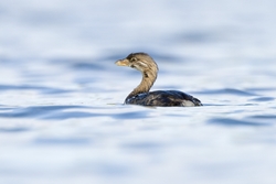 Pied-billed Grebe