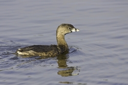 Pied-billed Grebe