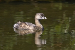 Pied-billed Grebe