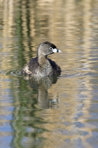 Pied-billed Grebe