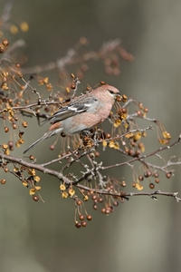 Pine Grosbeak