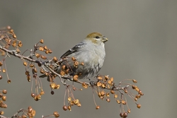 Pine Grosbeak