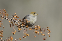 Pine Grosbeak