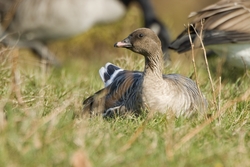 Pink-footed Goose