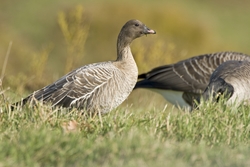 Pink-footed Goose