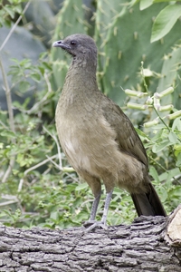 Plain Chachalaca
