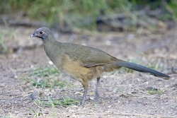 Plain Chachalaca