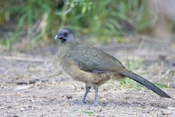 Plain Chachalaca
