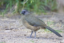 Plain Chachalaca