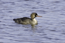 Red-breasted Merganser