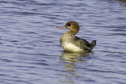 Red-breasted Merganser