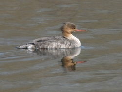 Red-breasted Merganser