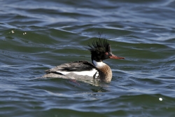 Red-breasted Merganser