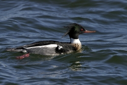 Red-breasted Merganser