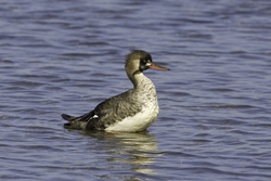 Red-breasted Merganser