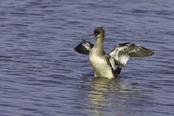 Red-breasted Merganser