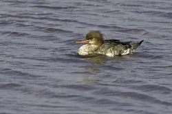 Red-breasted Merganser