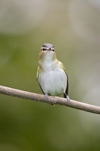 Red-eyed Vireo