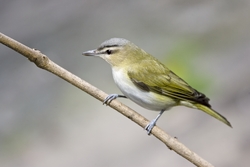 Red-eyed Vireo