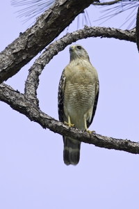 Red-shouldered Hawk
