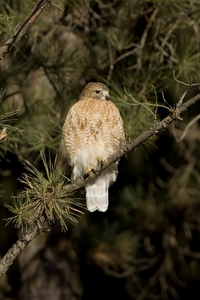 Red-shouldered Hawk