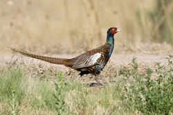 Ring-necked Pheasant