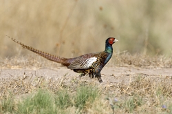Ring-necked Pheasant
