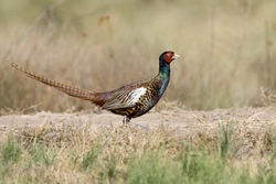 Ring-necked Pheasant