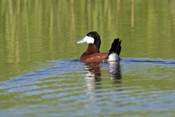 Ruddy Duck