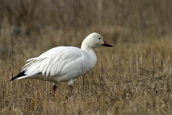 Snow Goose